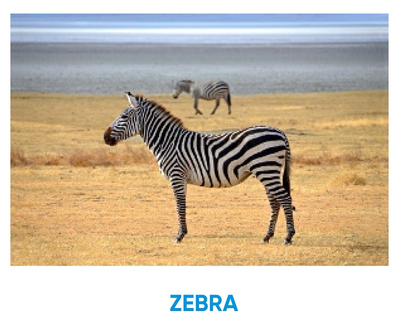 what-animal-am-i-zebra-iq-test-for-free