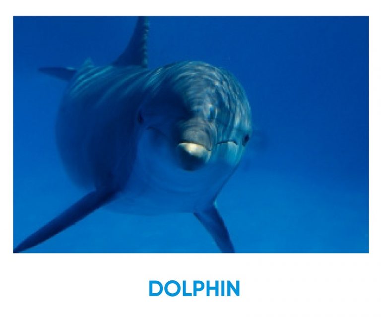 What Animal Am I? DOLPHIN – Iq test for free