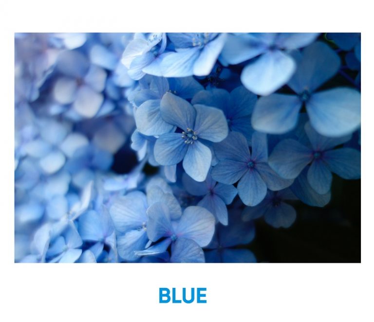 What Color Describes My Personality? BLUE Iq test for free